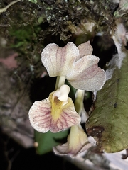 Rodriguezia lehmannii