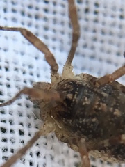 Opilio saxatilis