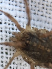 Opilio saxatilis
