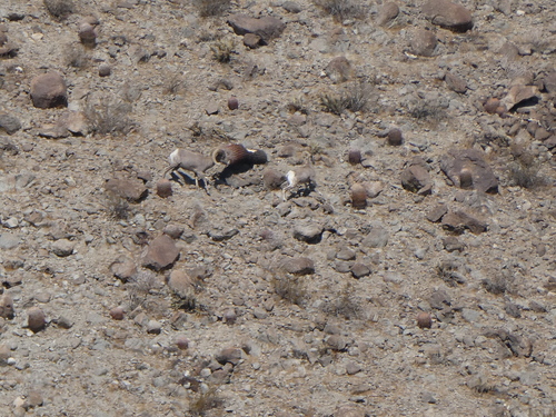 iNaturalist observation photo of Desert Bighorn Sheep