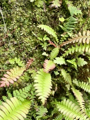 Struthiopteris amabilis