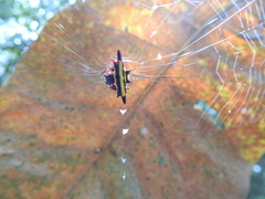 Gasteracantha fornicata