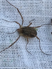 Opilio saxatilis