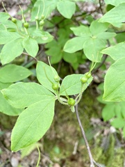 Rhododendron benhallii