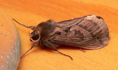 Eudalaca homoterma