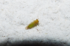 Platycorypha nigrivirga