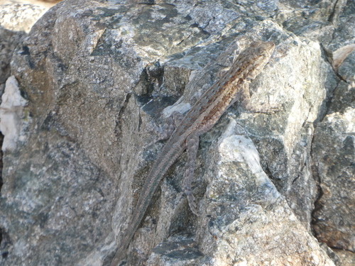 iNaturalist observation photo of Western Side-blotched Lizard