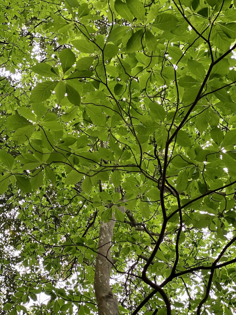 Clethra Nhật – Clethra barbinervis