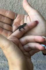 Sceloporus occidentalis