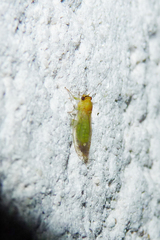 Platycorypha nigrivirga