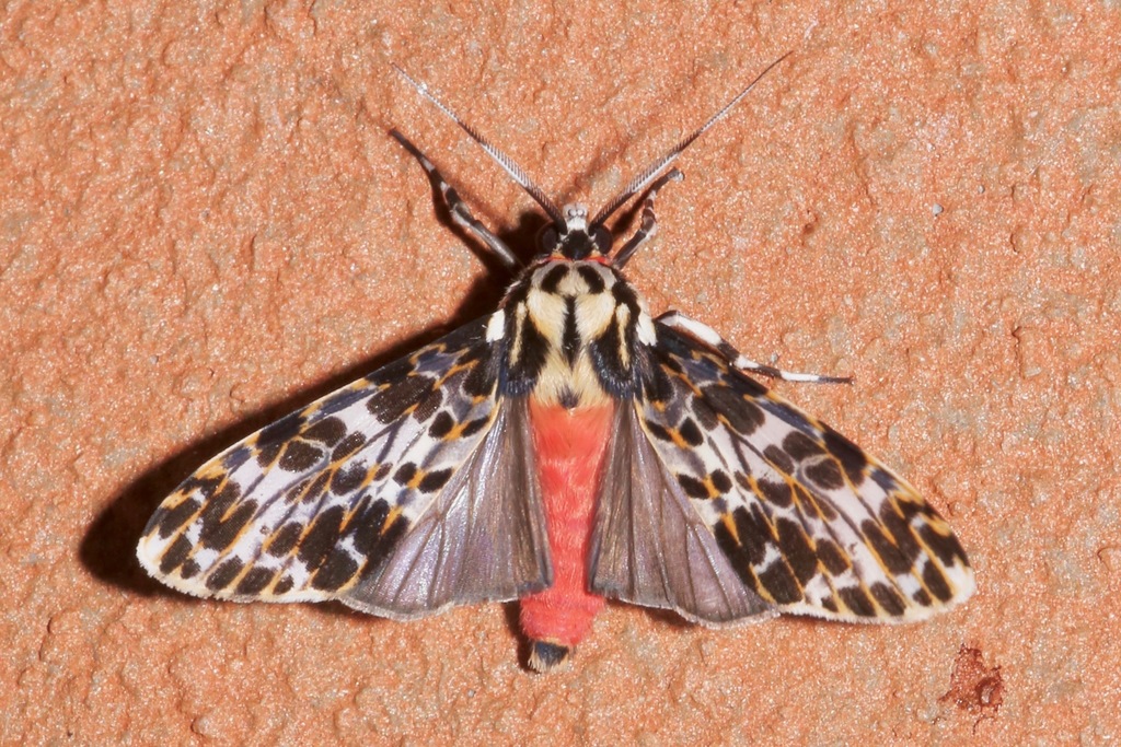 Eucereon tarona
