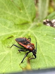 Haematoloecha nigrorufa