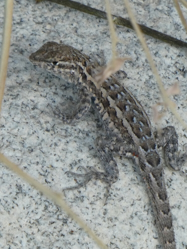 iNaturalist observation photo of Western Side-blotched Lizard