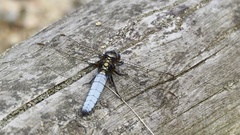 Orthetrum japonicum