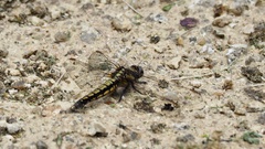 Orthetrum japonicum