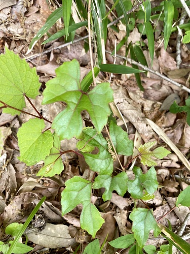 Vitis saccharifera iNat (1)