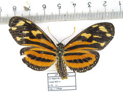 Eueides isabella huebneri