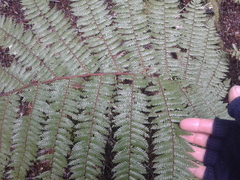 Cyathea colensoi