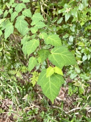 Acer crataegifolium