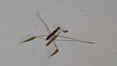 Aquarius elongatus