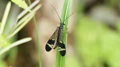 Panorpa japonica