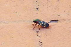Deois flexuosa