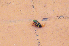 Deois flexuosa