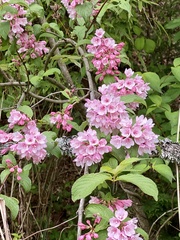 Weigela hortensis
