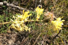 Petrophile divaricata