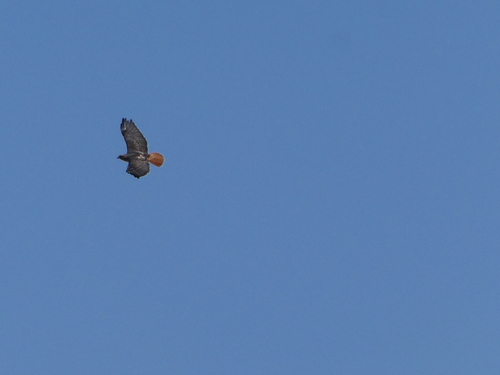 iNaturalist observation photo of Red-tailed Hawk