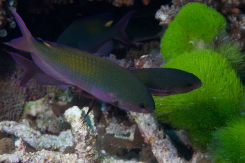 Fusilier damselfish (Lepidozygus tapeinosoma) — Pomacentridae — 5