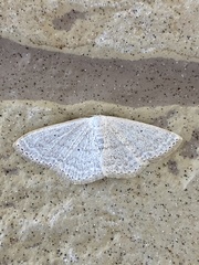 Scopula epiorrhoe