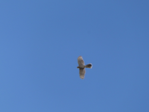 iNaturalist observation photo of Cooper's Hawk