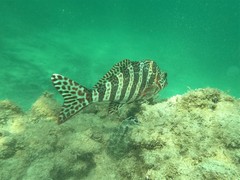 Goniistius rubrolabiatus