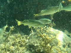 Helotes octolineatus