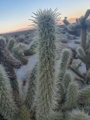 Cylindropuntia ganderi