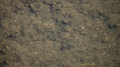 Pseudogobio esocinus