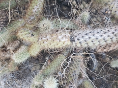 Cylindropuntia ganderi