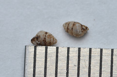 Gastrocopta contracta