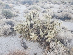 Cylindropuntia ganderi
