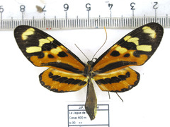 Mechanitis polymnia veritabilis