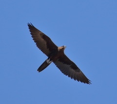 Falco subniger