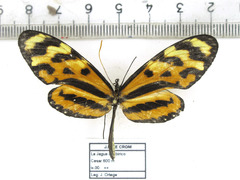Mechanitis lysimnia utemaia