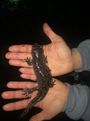 Pacific Giant Salamander