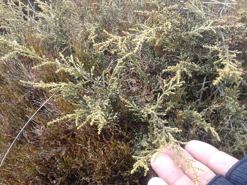Lepidothamnus laxifolius (Lepidothamnus laxifolius)
