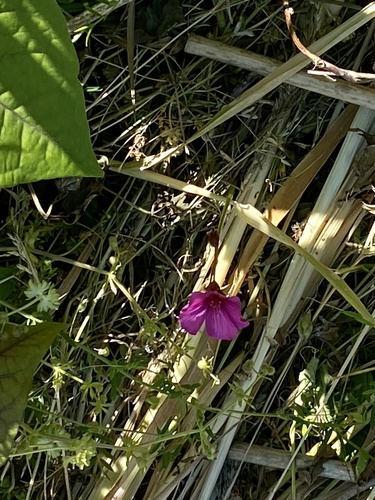 Oxalis brasiliensis iNat (2)
