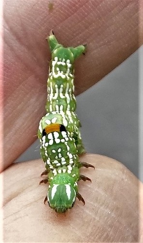 Sundowner moth