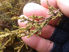 Lepidothamnus laxifolius