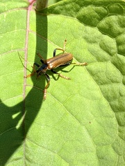 Lycocerus suturellus