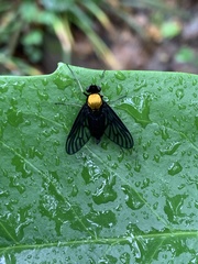Chrysopilus davisi